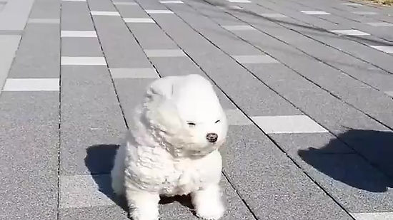 Cute Puppies in Wind